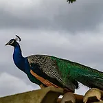 Quinta Da Foz בית חווה פוז דו ארליו