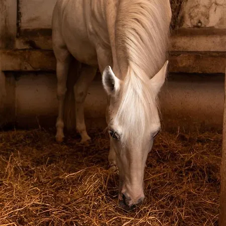 Çiftlik konaklama Quinta Da Foz Foz do Arelho