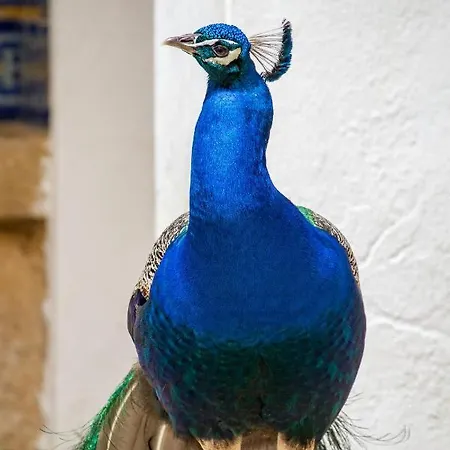 Quinta Da Foz Foz do Arelho