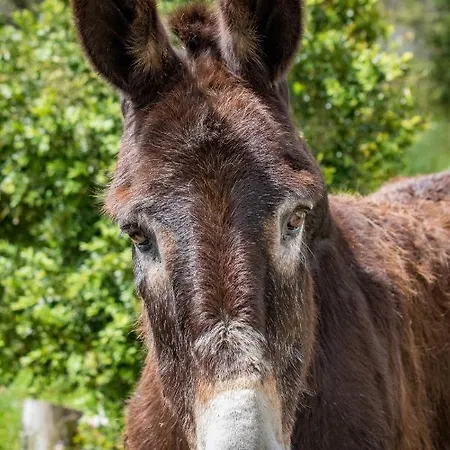 Çiftlik konaklama Quinta Da Foz *