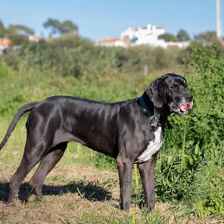 Agroturismo Quinta Da Foz Foz do Arelho