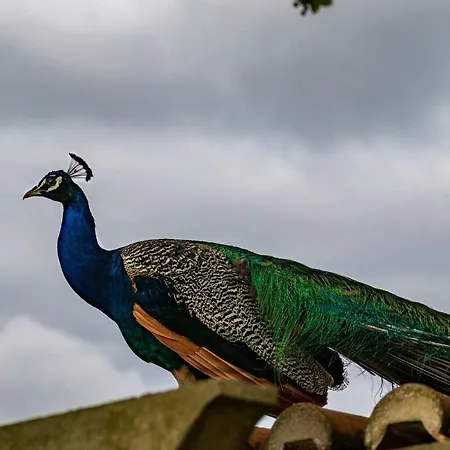 Quinta Da Foz Çiftlik konaklama Foz do Arelho