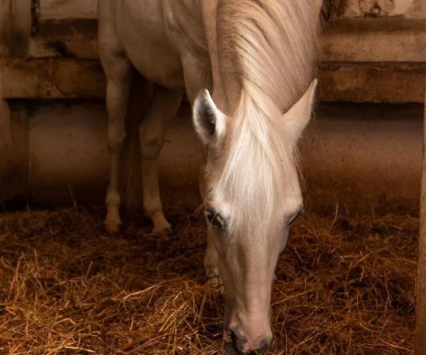 Farma Quinta Da Foz Foz do Arelho