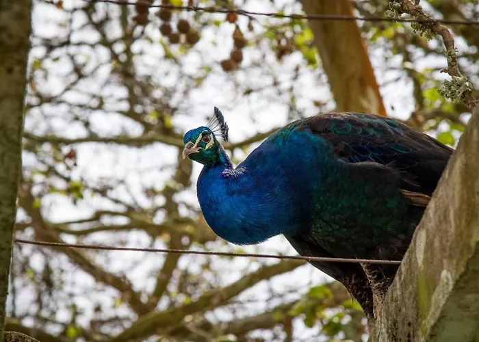 Farma Quinta Da Foz Foz do Arelho