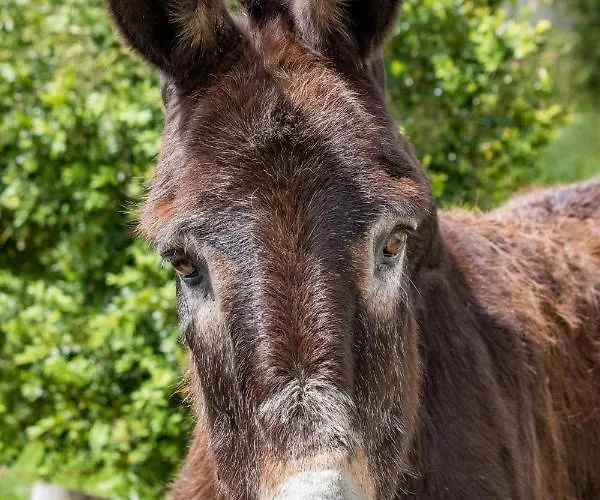 Farma Quinta Da Foz *